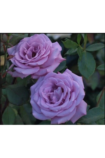 Троянда чайно-гібридна Блу Скай Фрі